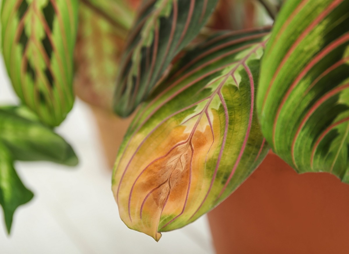 Маранта болеет. Вдали от города