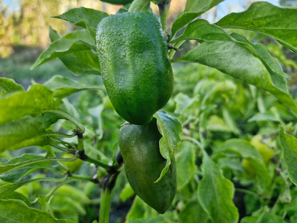     Фото: REGIONS/Наталия Надточая