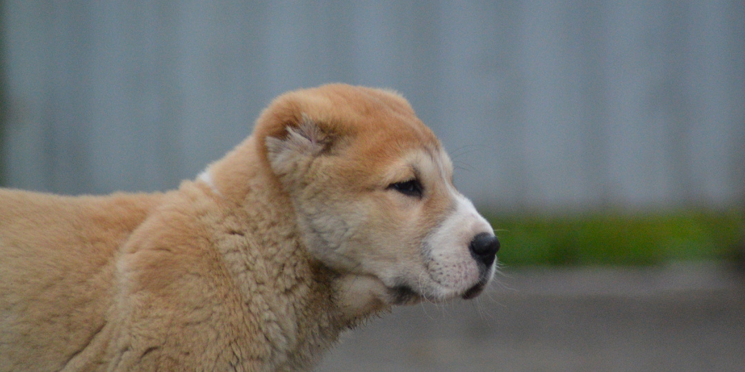 Как я выбирала щенка