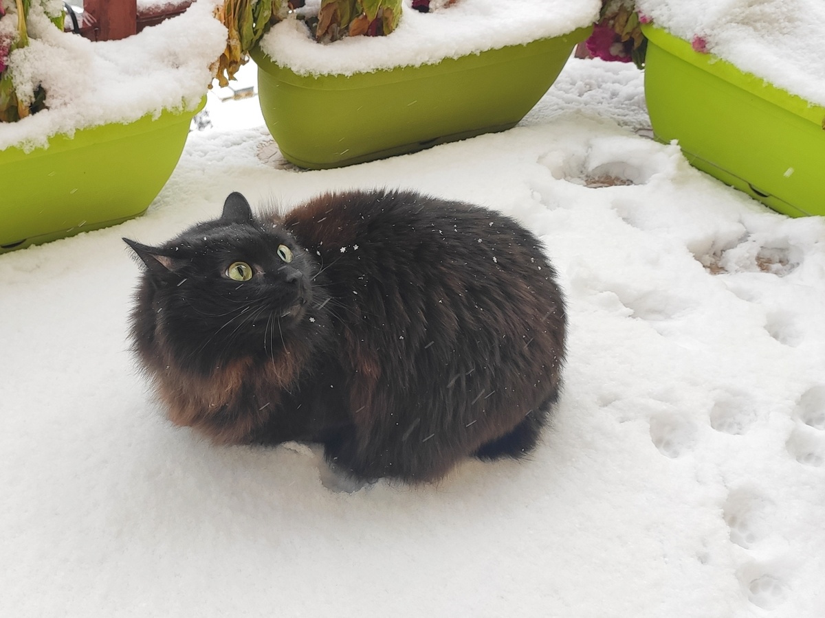  Тигр Проша 🤗