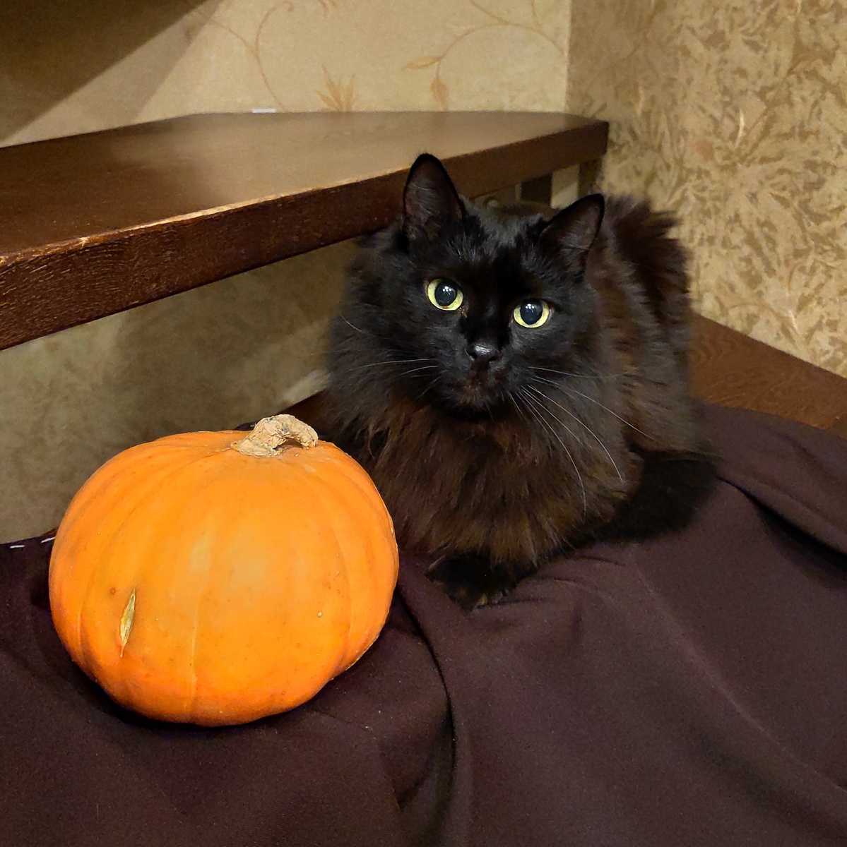  Черная пантера Прохор 😼