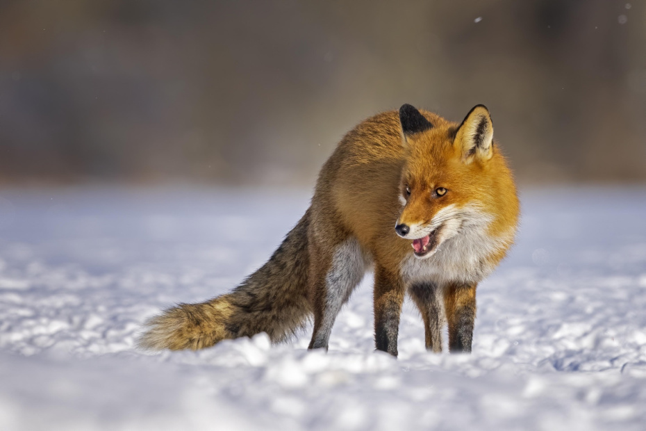    Thomas Hinsche/imagebroker.com/Global Look Press