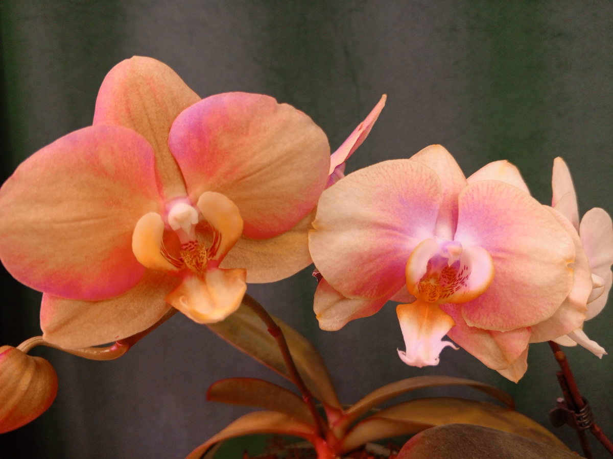 Слева Фаленопсис Карина, справа Валле