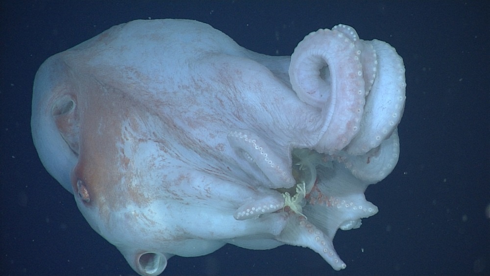     Фото: Monterey Bay Aquarium Research Institute