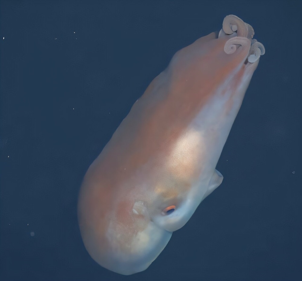     Фото: Monterey Bay Aquarium Research Institute