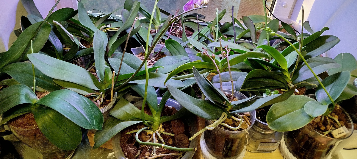 В преддверии первого цветения. Локация "рабочее окошко", здесь много орхидей-отдавашек на восстановление, поэтому сроки первого домашнего цветения растянуты.