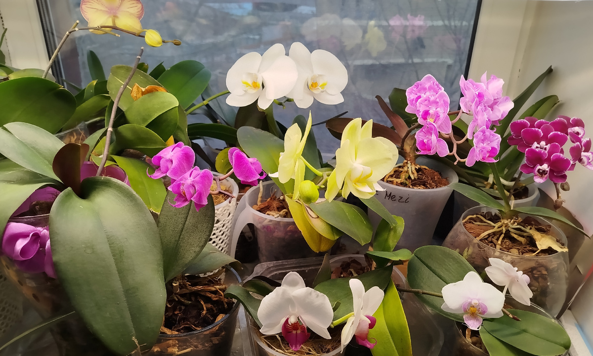 Долгожданное цветение орхидей после восстановления.