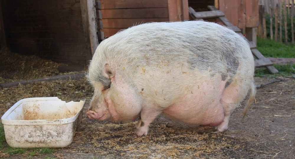 Свинья: Это вам не кабан! История и отличия от дикого зверя