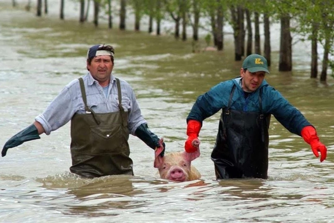 Это я привожу в дом неведому зверушку, в надежде на то, что мама разрешит её оставить. 