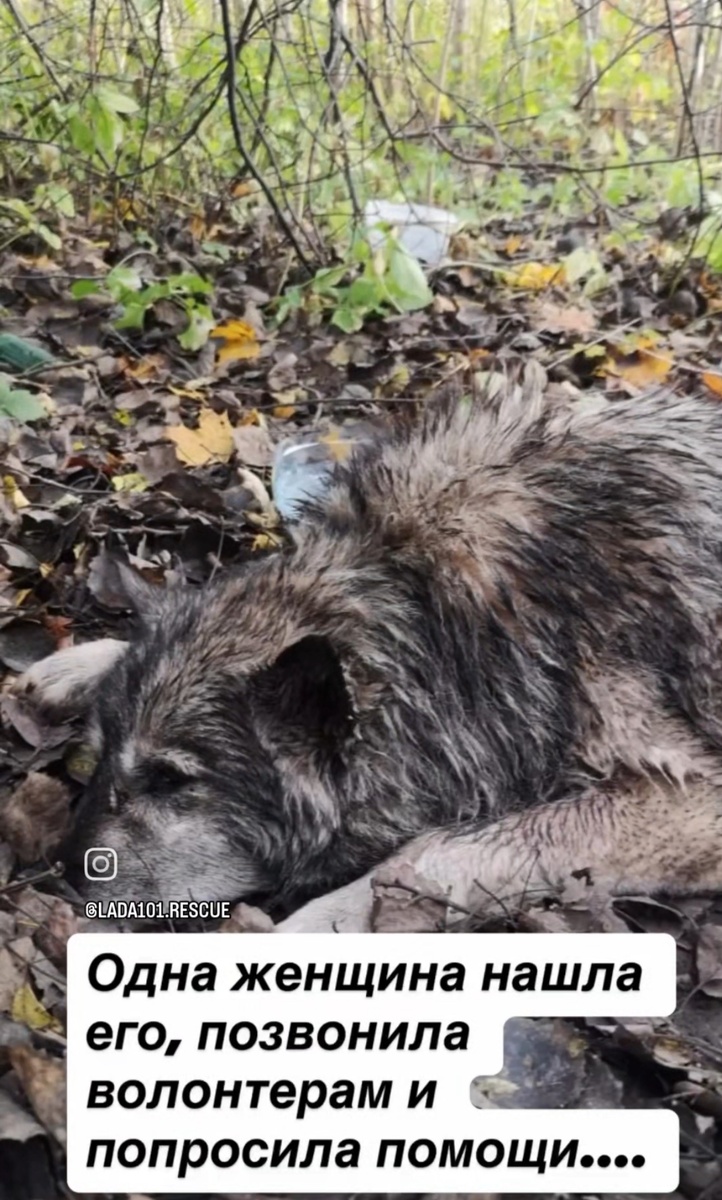 Серенький под деревом...