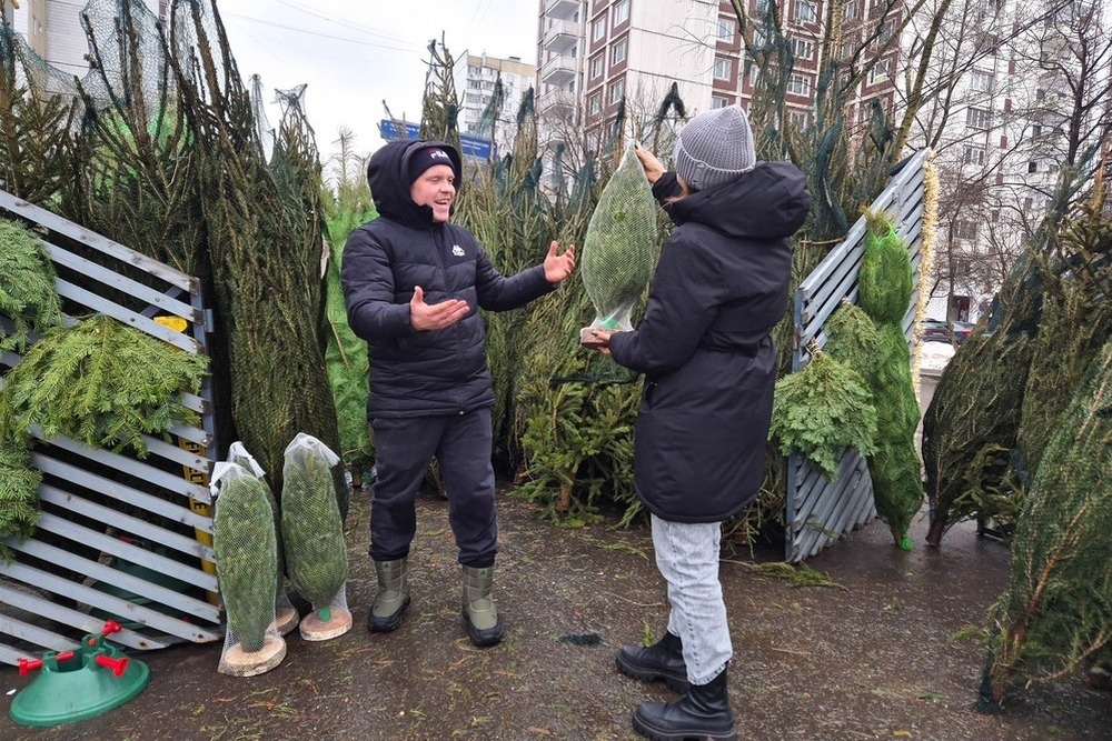    На елочных базарах москвичи выбирают не только деревья от 100 до 200 см в высоту, но и маленькие елки. / Денис Воронин / АГН "Москва"