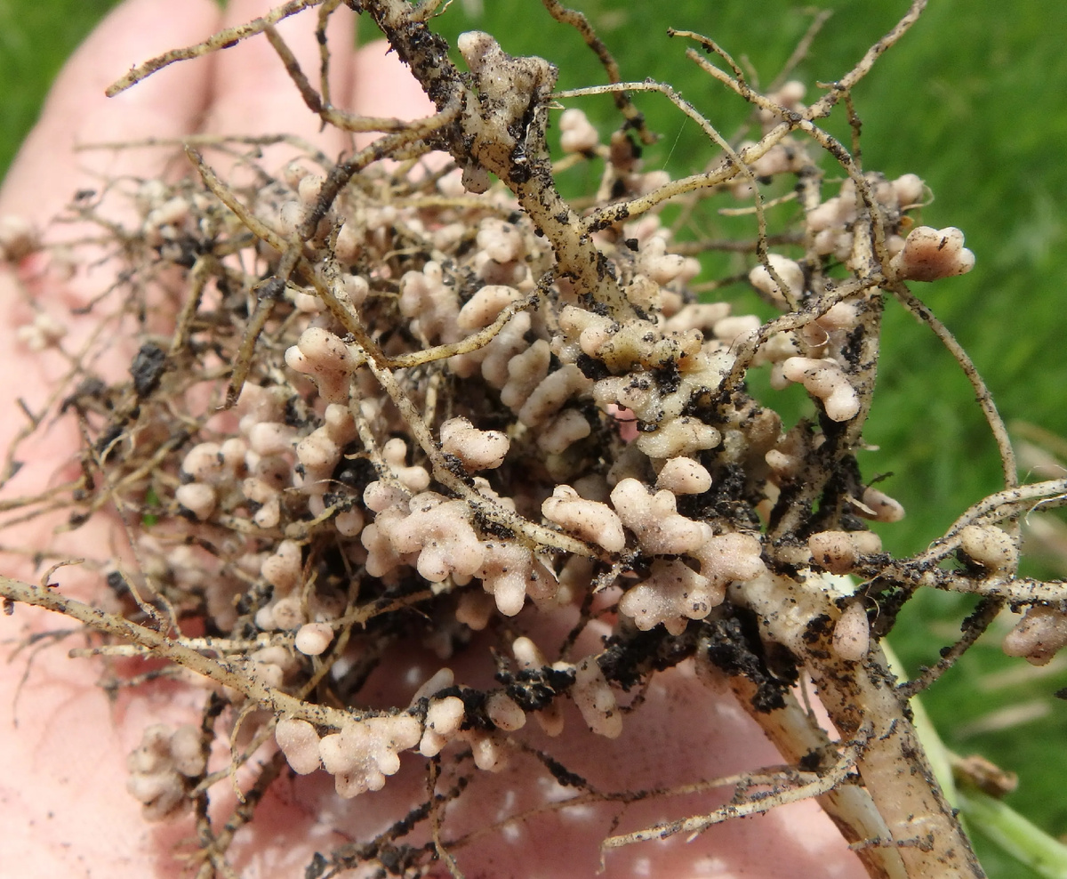 Клубеньки на корневой системе гороха после инокуляции