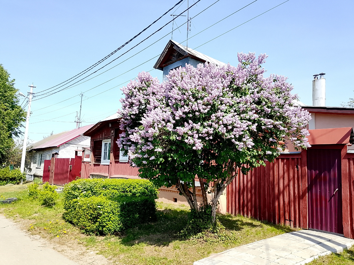 Прекрасный сиреневый куст