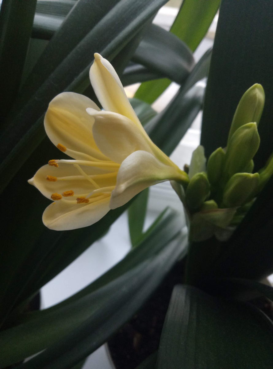 Моя любимая жёлтая кливия😍☀️