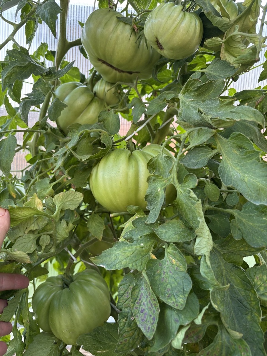 27 июля ,погнали расти кисти 