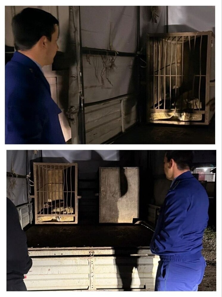     Фото: Волжская межрегиональная природоохранная прокуратура.