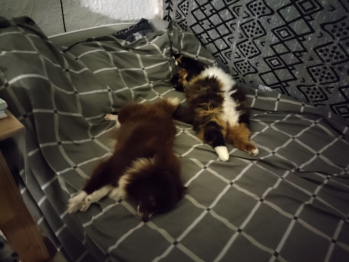 Этим товарищам луна нипочём )))