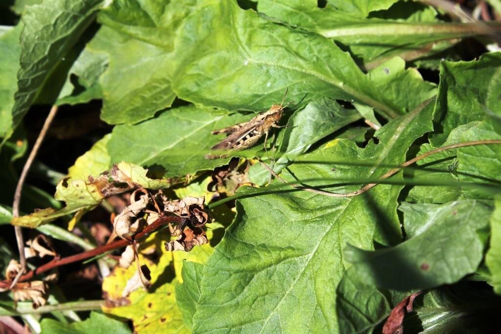 Саранча от кузнечика отличается цветом и длиной усиков: кузнечик зеленый и усы длинные, а тут явная саранча. Единичный (пока) экземпляр в Тверской области