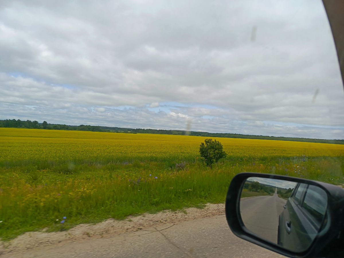 Бескрайние рапсовые поля , постоянно подвергаются химическим обработкам.