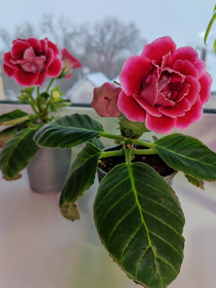 гибридная глоксиния «БРОКЭЙД.