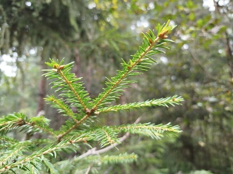     Фото: архив МК в Питере.