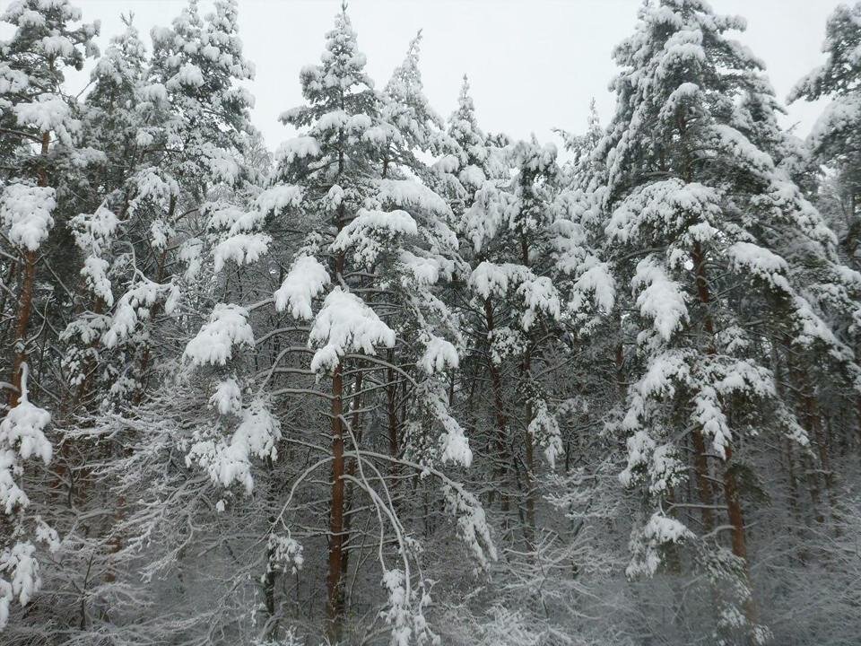    Фото: Комитет лесного хозяйства Московской области