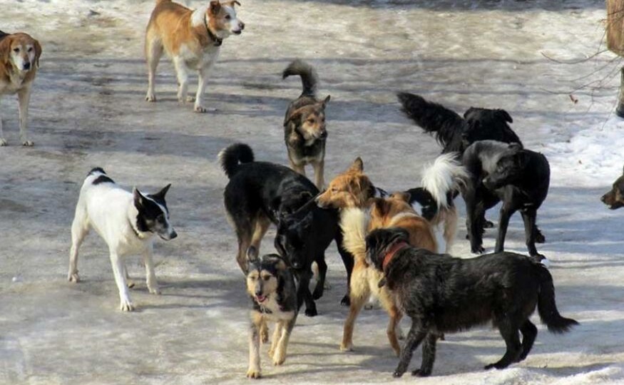 Бродячие собаки стали миллиардным бизнесом: Колясников объяснил почему в России до сих пор не решили эту проблему