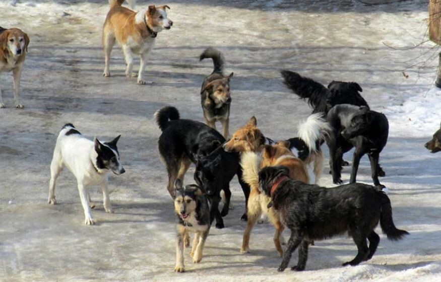    Бродячие собаки стали миллиардным бизнесом: Колясников объяснил почему в России до сих пор не решили эту проблему