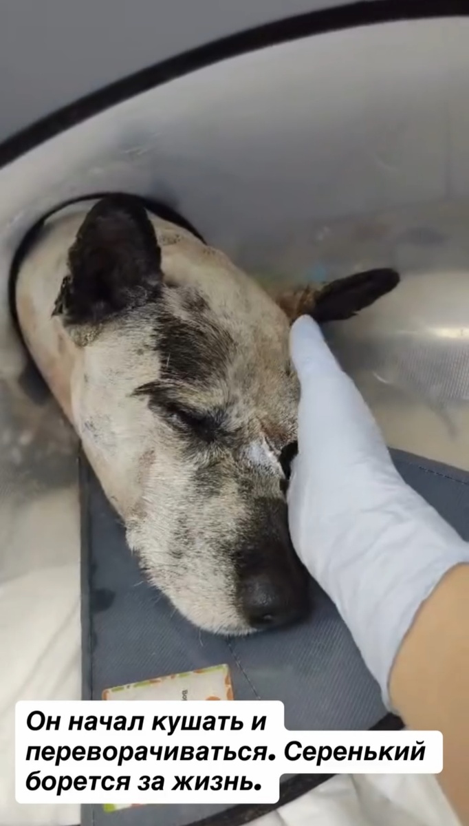 Тянется к любви