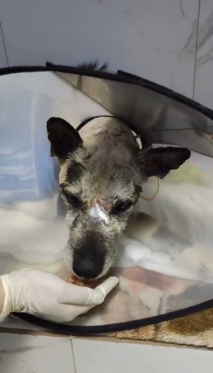 Он начал сам есть