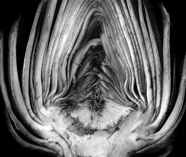 Исключительный взгляд на обыденное: самые необычные кадры Эдварда Уэстона | Подборка для вдохновения