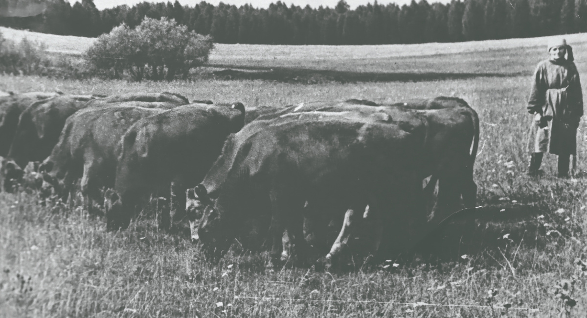 Раздольные пастбища близ деревни Святославки. Её жители всегда держали много скота