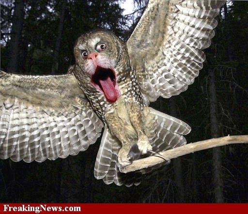 Совы — это одни из самых загадочных и интересных птиц