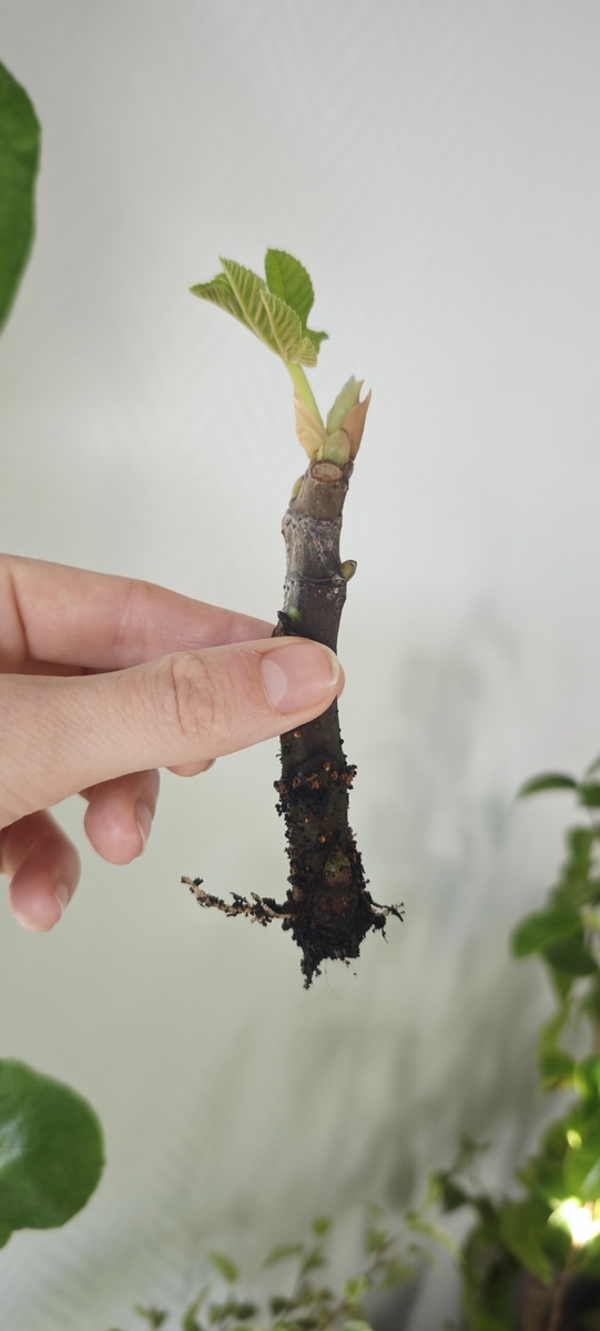 Укоренённые черенок инжира