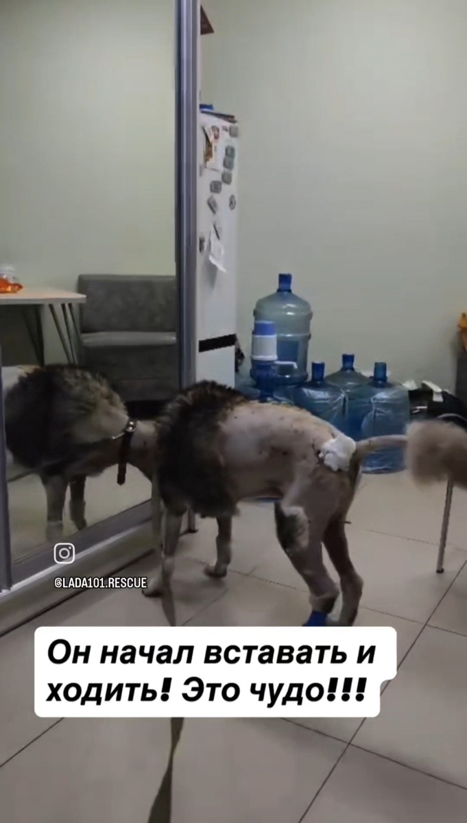 Первые шаги Серенького