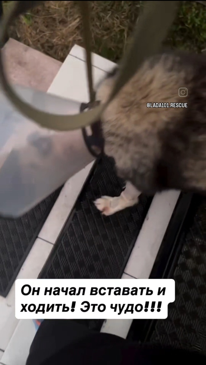 Первая прогулка после длительного лечения