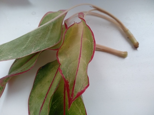 Так выглядели два черенка