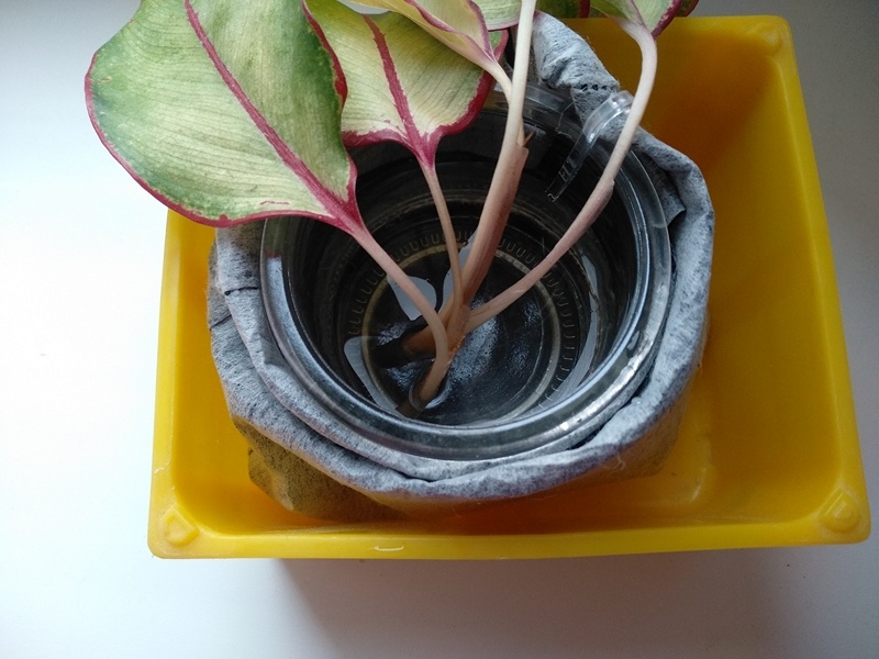 Новый эксперимент с укоренением черенков в воде без доступа света