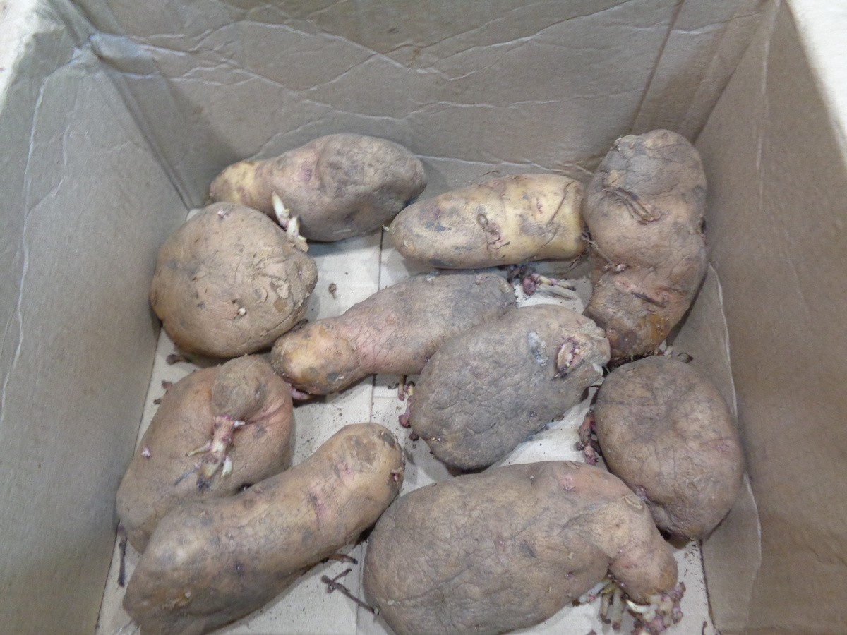 ПРИСЛАННЫЕ КЛУБНИ