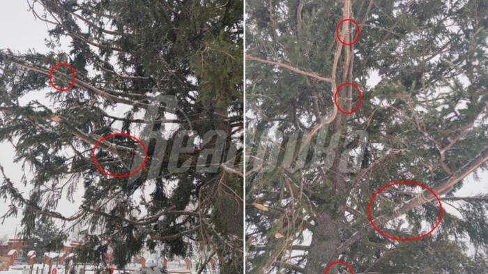 Кадры уже модернизированной администрацией ёлки. Фото © Telegram / Readovka