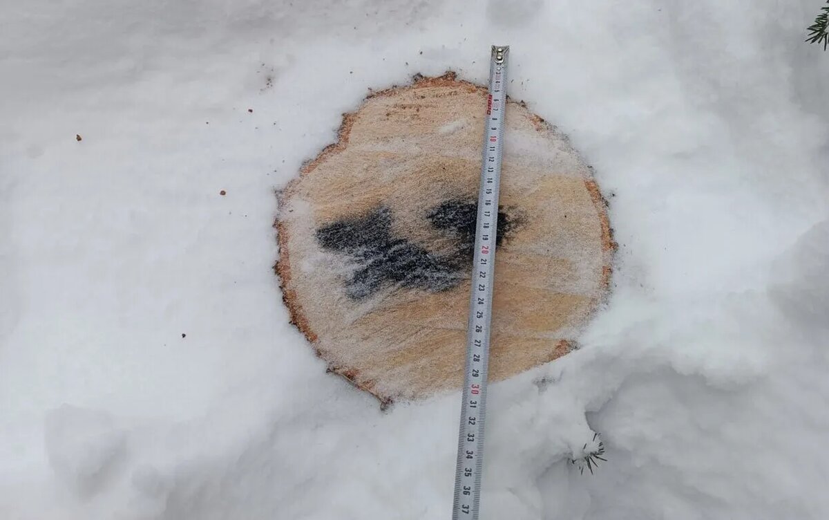    Незаконную вырубку леса на 150 тысяч рублей вявили в Кезском районе