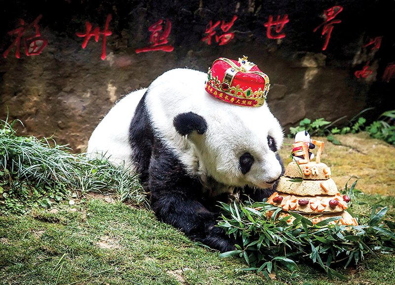 Панды стали символом китайской дипломатии