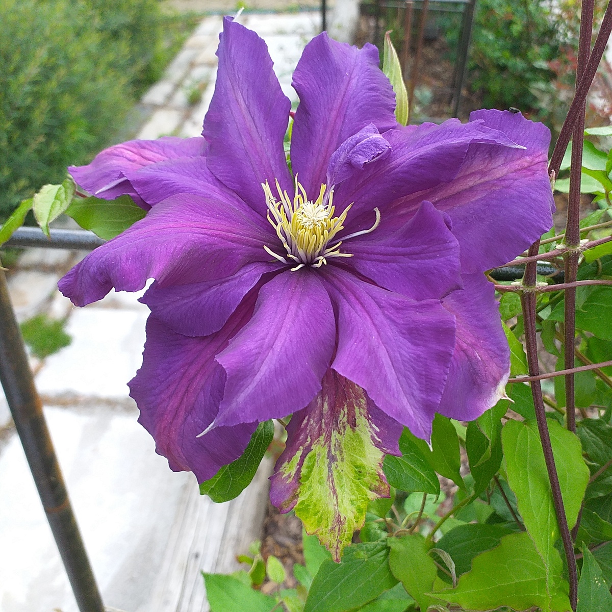 фото автора, клематис Генерал Сикорский