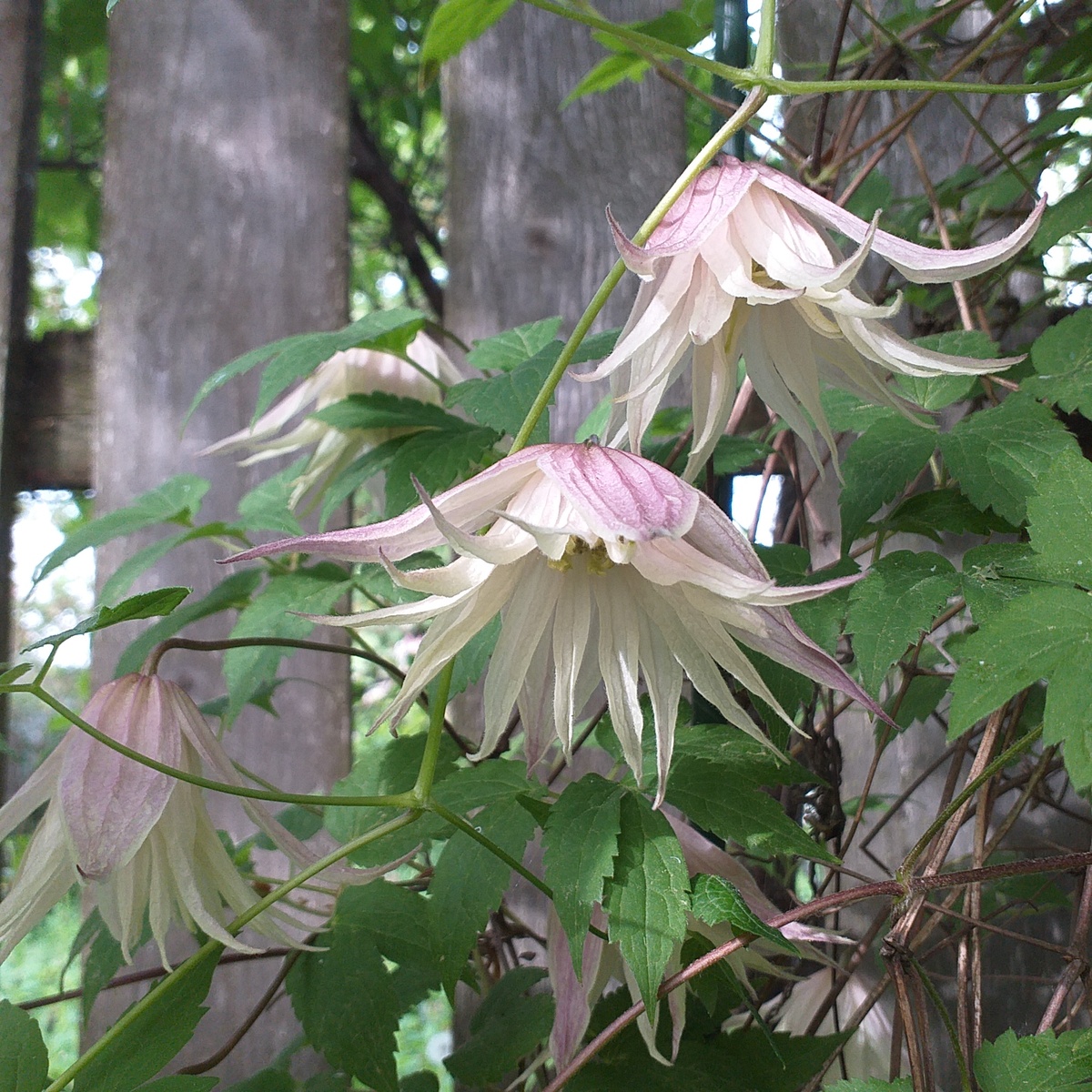 фото автора, княжик Пинк Свинг