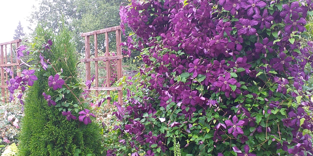 О клематисах в моем саду. Уход. Сорта