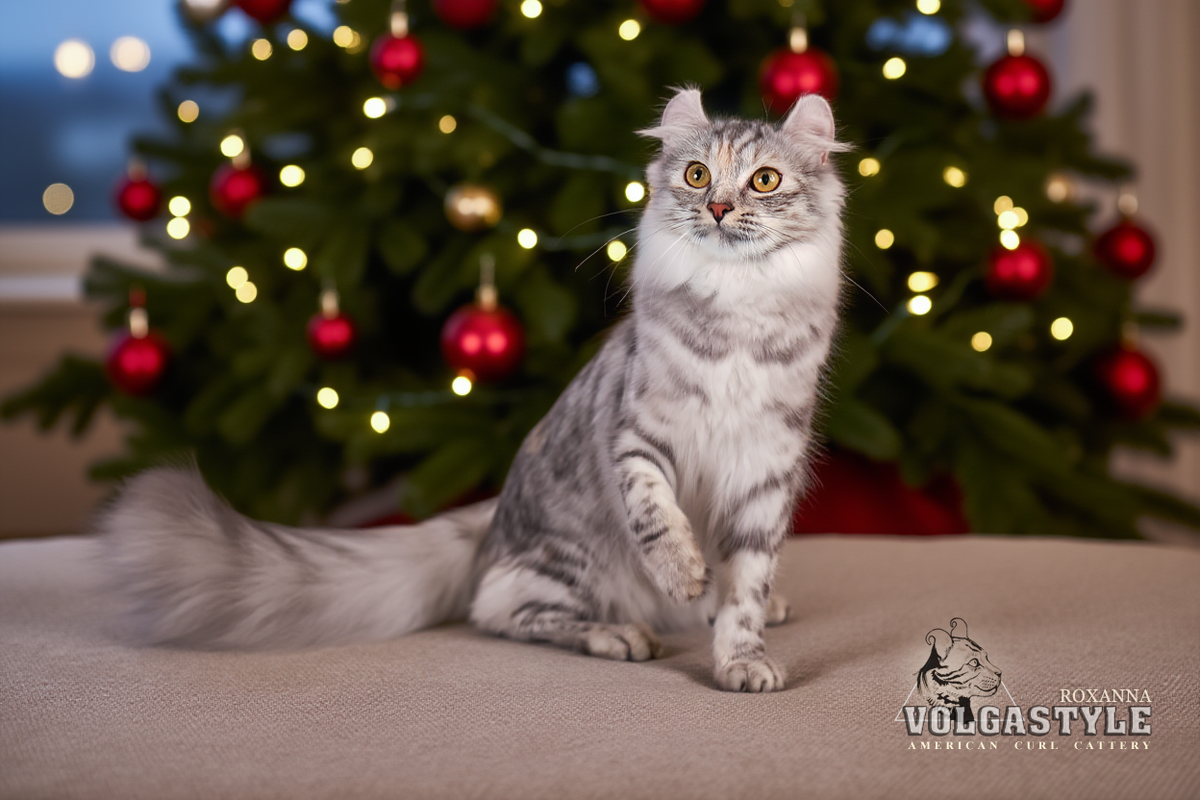 Американский кёрл из питомника. Роксанна (ROXANNA VOLGASTYLE)