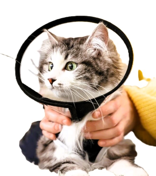 фотография из открытого источника интернет 