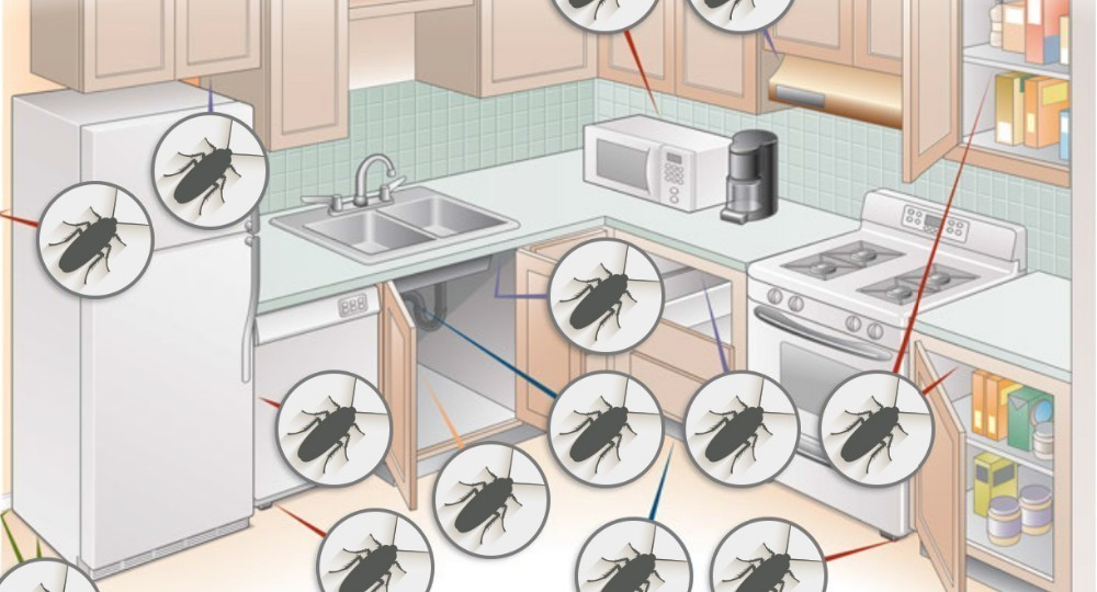 Как тараканы живут в квартире и как перекрыть им условия