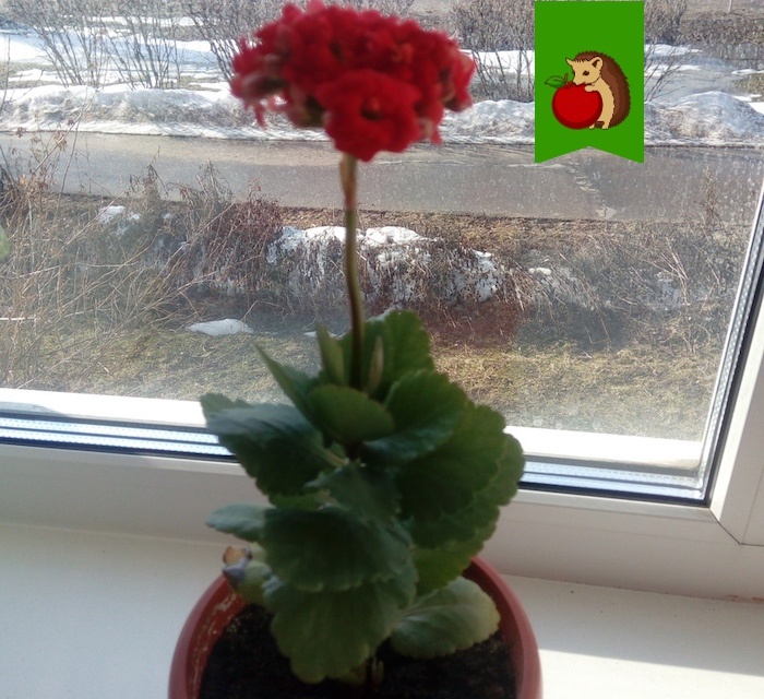 Даже малышики могут цвести