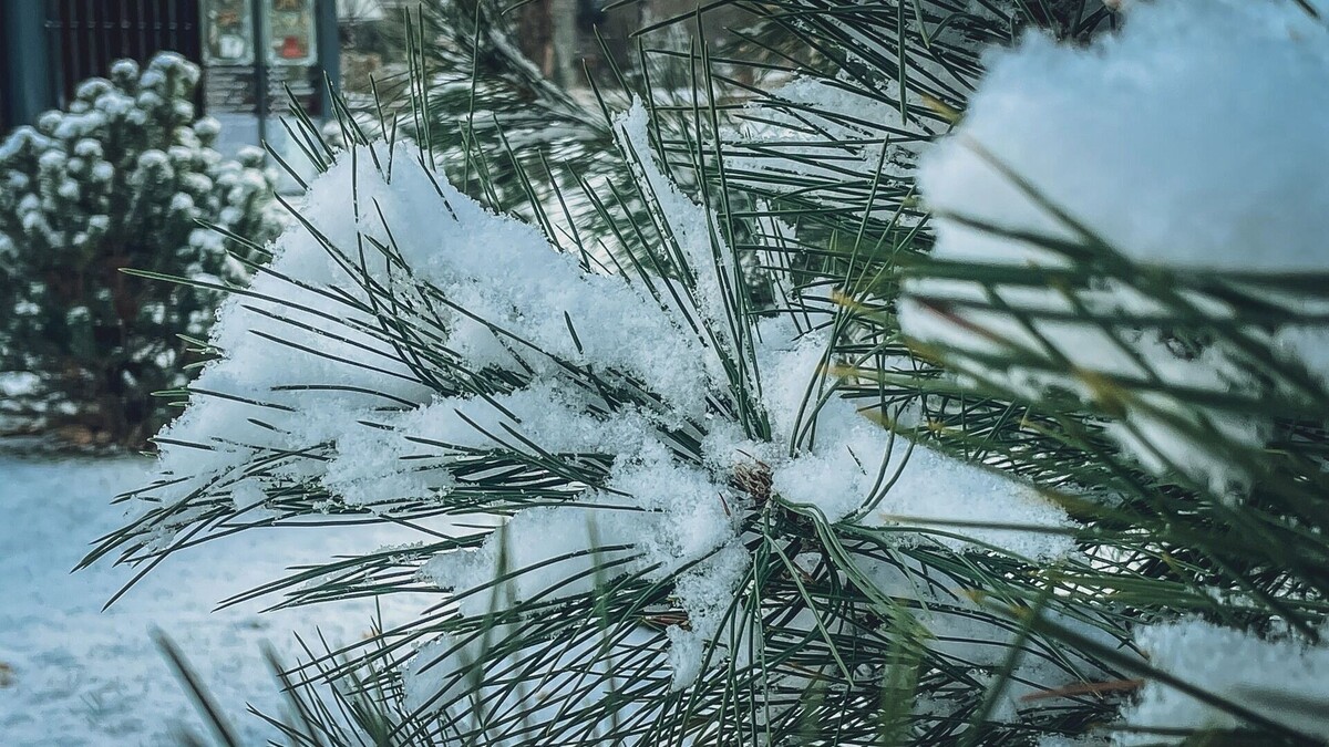    Когда в Белгород придёт зима?   1MI